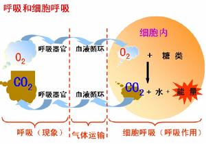 呼吸作用