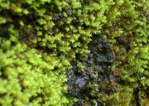 直毛蘚屬 直毛蘚屬