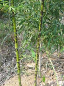 紫斑竹（栽培型）