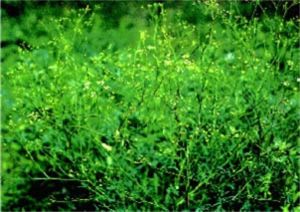 松葉防風葉 松葉防風葉