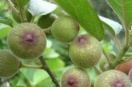 綠寶四代無花果 綠寶四代無花果