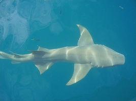 太平洋睡鯊 太平洋睡鯊