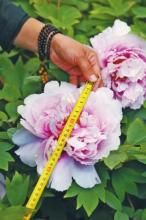 東海浪花 東海浪花