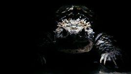 佛州擬鱷龜 佛州擬鱷龜