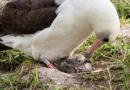智慧[世界最高產齡的信天翁]