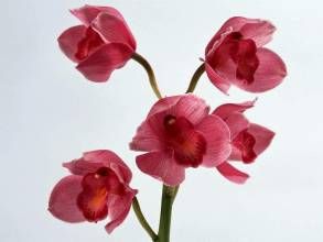 紫蝶蟠桃 紫蝶蟠桃