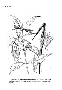 長萼芒毛苣苔 長萼芒毛苣苔