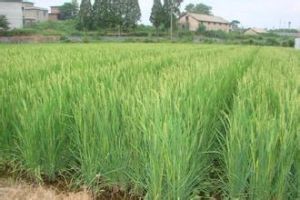 中早4號 中早4號