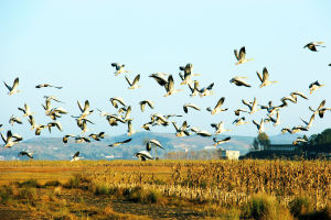 鳥類遷徙場面