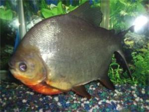 布氏齧齒鮭脂鯉 布氏齧齒鮭脂鯉