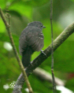 點斑翅蟻鳥 點斑翅蟻鳥