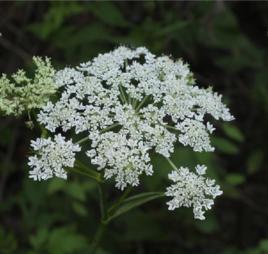 大齒山芹 大齒山芹