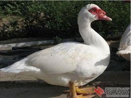 陽新屯鳥 陽新屯鳥