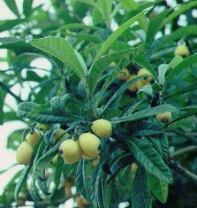 倒卵葉山龍眼(原變種) 倒卵葉山龍眼(原變種)