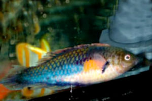 黃腰鸚鵡 黃腰鸚鵡