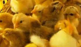 南海黃麻雞1號 南海黃麻雞1號