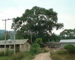 老芒井自然村 老芒井自然村