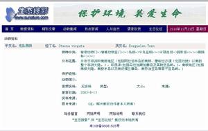 克島燕鷗（Sterna virgata）