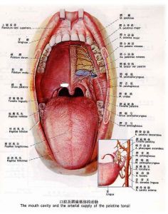 咽喉解剖圖