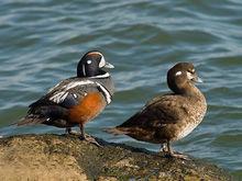 黃石國家森林公園[美國國家公園]