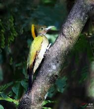 金冠啄木鳥 金冠啄木鳥