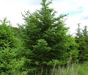 岷江冷杉 岷江冷杉