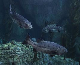 巨堅鱗鱸 巨堅鱗鱸