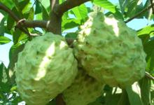 釋迦鳳梨