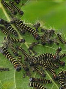 蠶食鯨吞 蠶食鯨吞