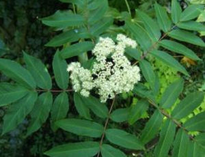 晚繡花楸 晚繡花楸