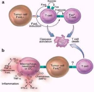封閉抗體 封閉抗體