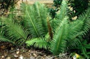 金佛山方稈蕨 金佛山方稈蕨