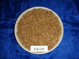 永良15號 永良15號