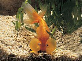 水泡金魚 水泡金魚