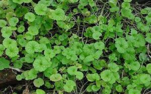 異腺草屬 異腺草屬