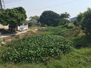 張厝巷村 張厝巷村