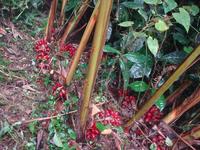 杉樹樑子自然村 杉樹樑子自然村