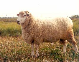 波德代羊 波德代羊