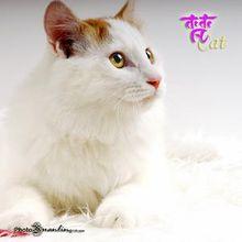 土耳其梵科迪斯貓