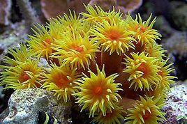 太陽花珊瑚 太陽花珊瑚