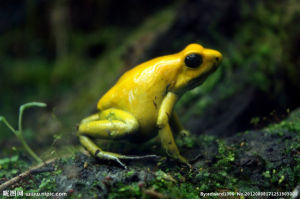 徂崍林蛙 徂崍林蛙