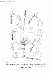 白肋線柱蘭 白肋線柱蘭