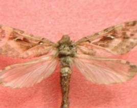 蟲草蝙蝠蛾 蟲草蝙蝠蛾