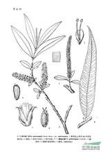 裸柱頭柳 裸柱頭柳