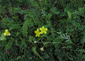 細裂委陵菜 細裂委陵菜
