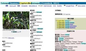 Tataupa Tinamou (Crypturellus tataupa) (Temminck, 1815)