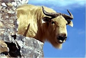 牡羊王朝 牡羊王朝