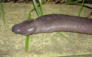 亞馬遜河流域發現的新品種盲蛇
