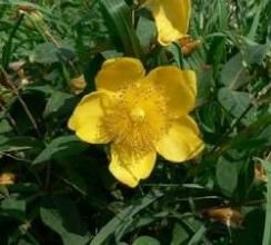 無毛毛萼紅果樹 無毛毛萼紅果樹