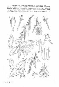 單腺異型柳(變種) 單腺異型柳(變種)